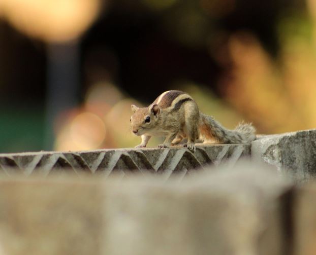 다람쥐 꿈의 의미
