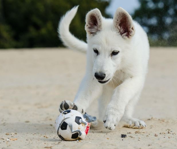 강아지 만지는 꿈의 의미