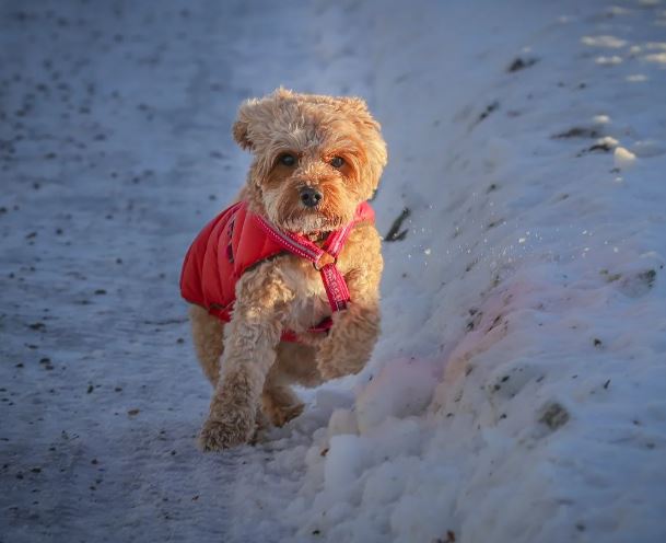 강아지가 다치는 꿈의 의미