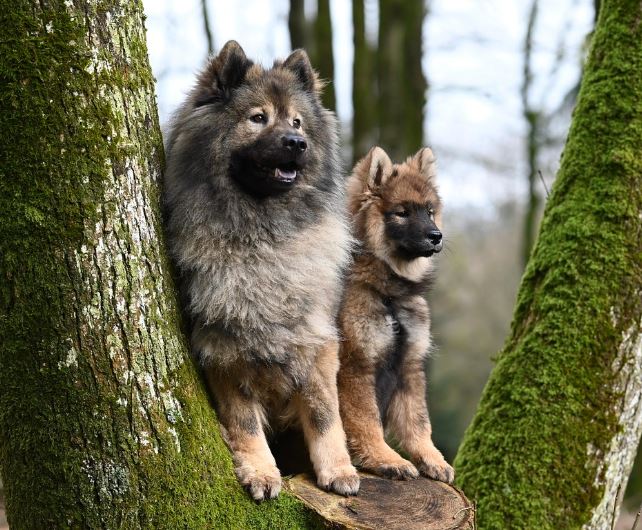 강아지 입양하는 꿈의 의미