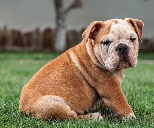강아지 많이 나오는 꿈의 의미