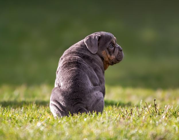 강아지가 품에 안기는 꿈의 의미