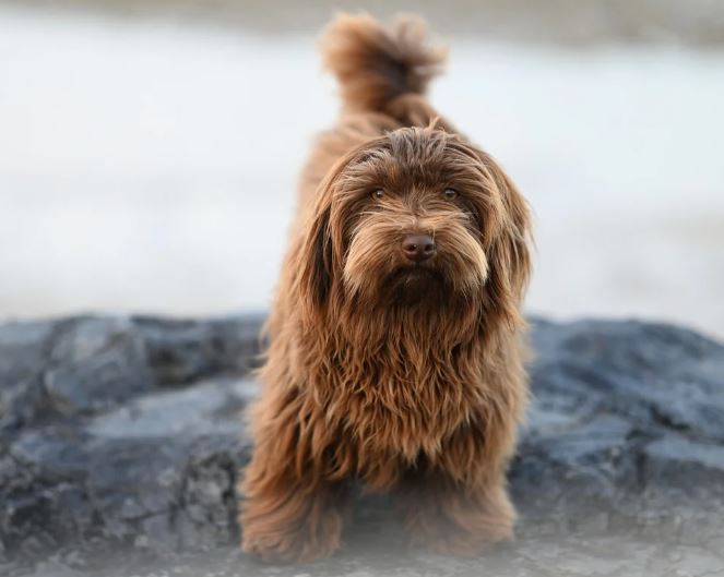 강아지 먹이주는 꿈의 의미