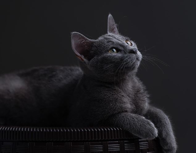 검은 고양이가 나오는 꿈의 의미