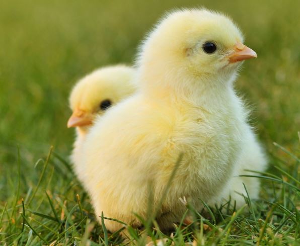 병아리 잡는 꿈의 의미