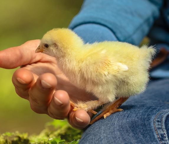 병아리 죽는 꿈의 의미