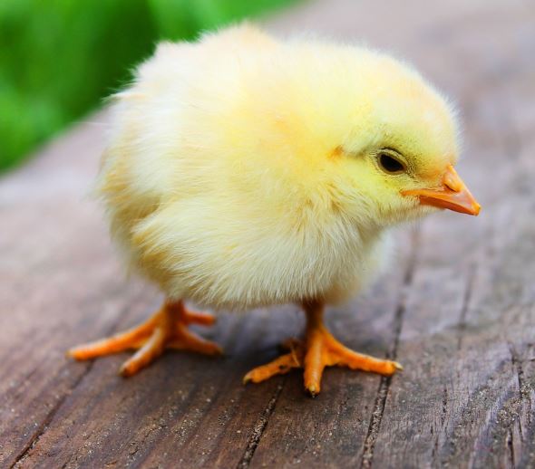 병아리 부화하는 꿈의 의미