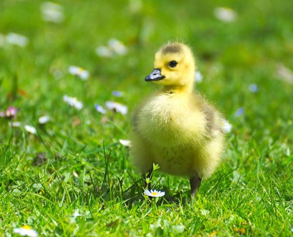 노란 병아리 꿈의 의미
