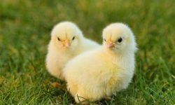 병아리 태몽 꿈의 의미