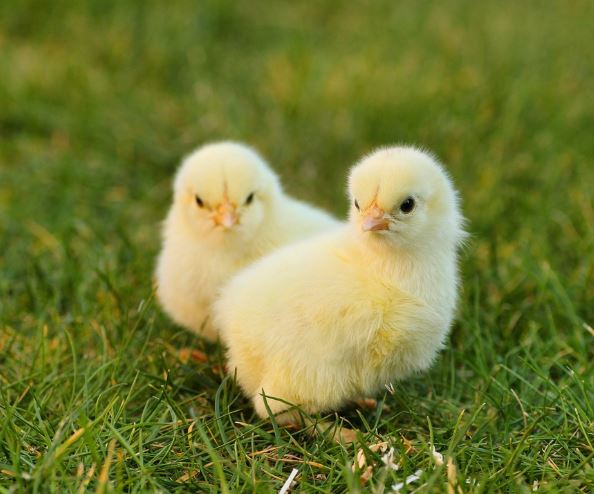 병아리 태몽 꿈의 의미