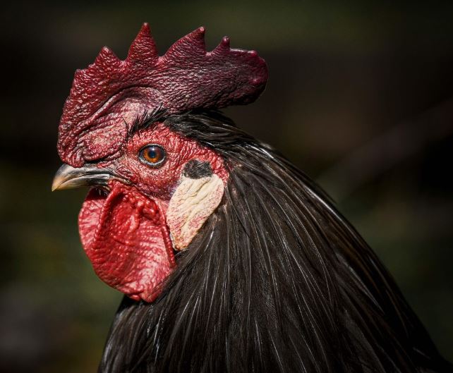 검은닭 꿈의 의미