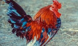 닭에게 쪼이는 꿈의 의미