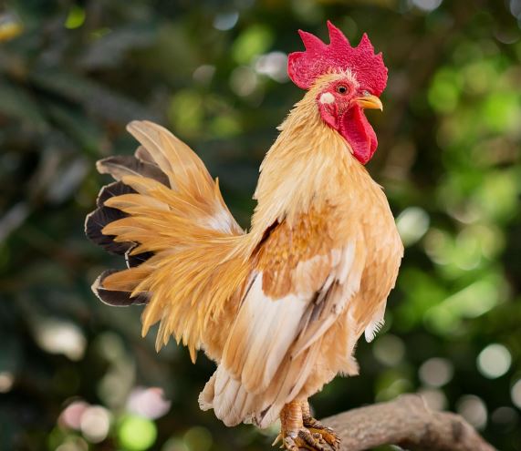 닭에게 물리는 꿈의 의미