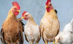 장닭 꿈의 의미