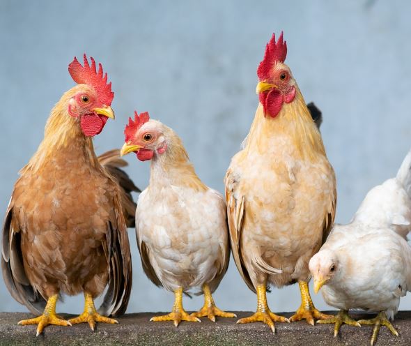 장닭 꿈의 의미