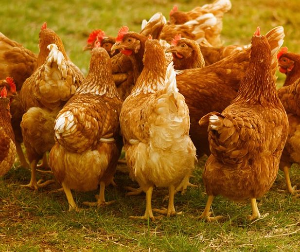 장닭 태몽 꿈의 의미