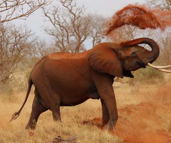 새끼 코끼리 태몽 꿈의 의미