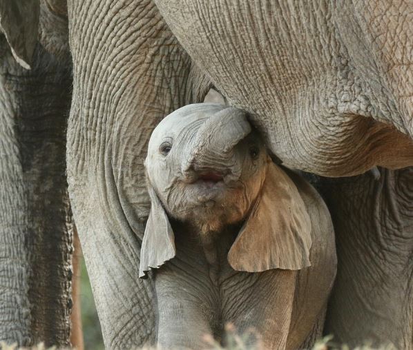 아기 코끼리 꿈의 의미