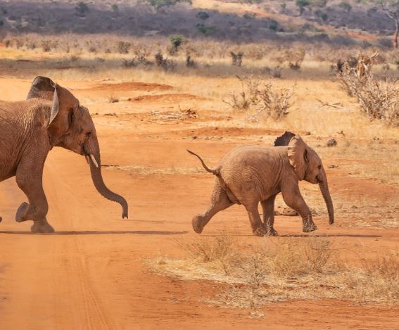아기 코끼리 태몽 꿈의 의미