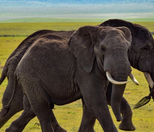 큰 코끼리 보는 꿈의 의미