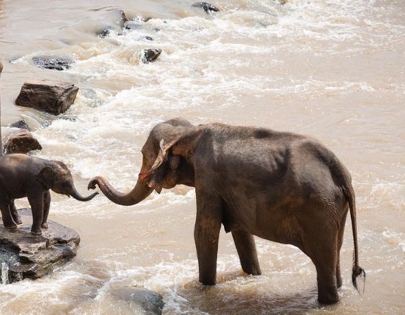 코끼리가 죽는 꿈의 의미