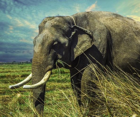 코끼리 나오는 꿈의 의미