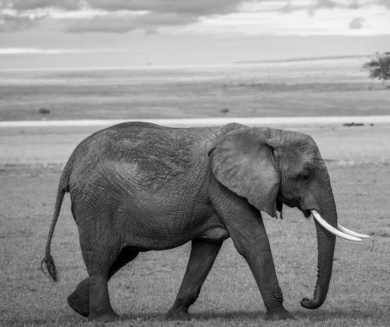 코끼리 태몽 꿈의 의미