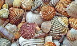 큰조개를 줍는 꿈의 의미