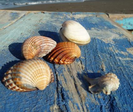 큰조개 캐는 꿈의 의미