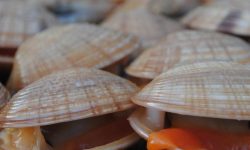 큰조개 태몽 꿈의 의미