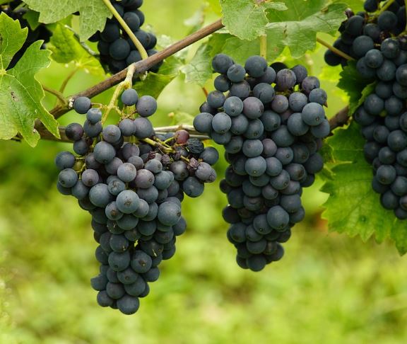 포도 꿈의 의미