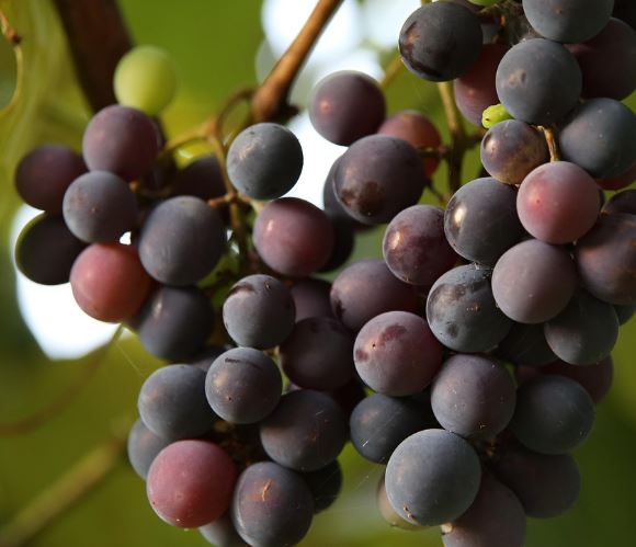 포도 보는 꿈의 의미