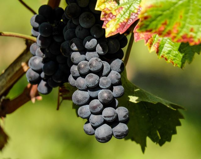 큰 포도알 꿈의 의미