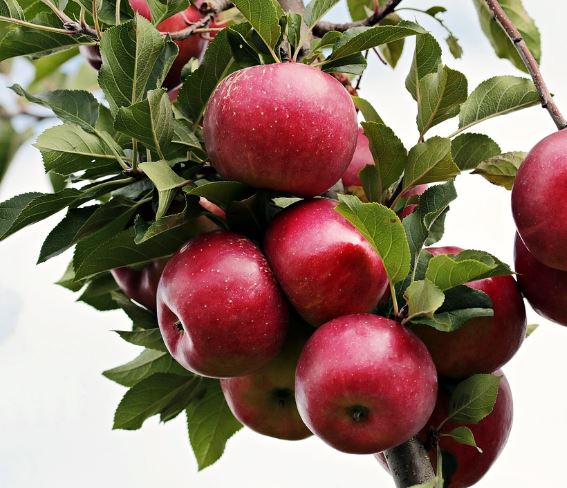 빨간 사과 꿈의 의미