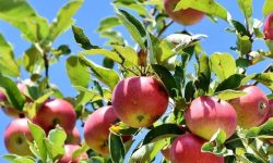 사과를 따는 꿈의 의미