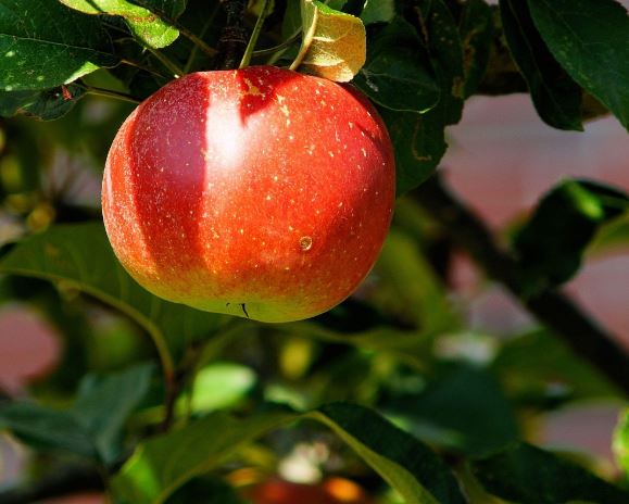 사과 선물 받는 꿈의 의미