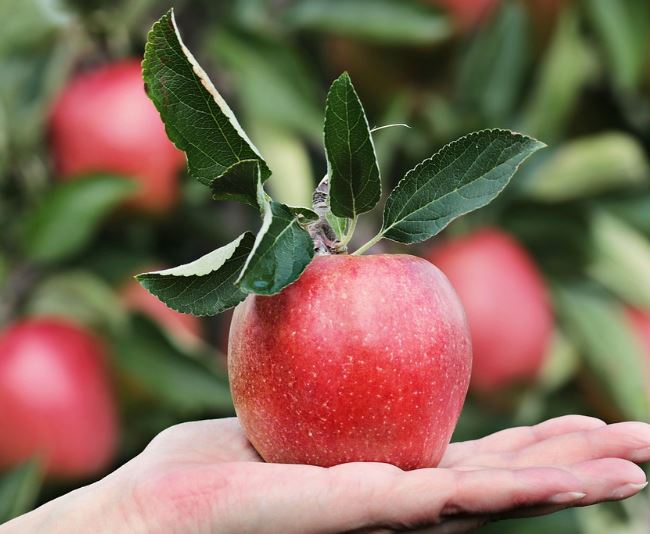 사과를 먹는 꿈의 의미