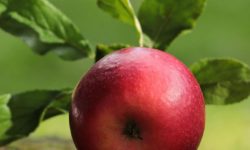 사과 사는 꿈의 의미