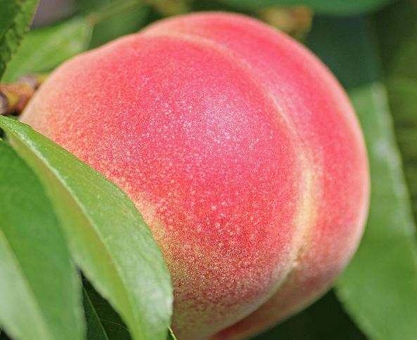 큰 복숭아 태몽 꿈의 의미