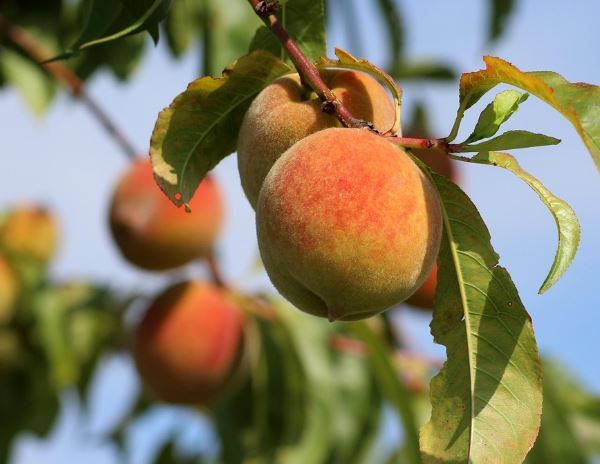 복숭아를 받는 꿈의 의미