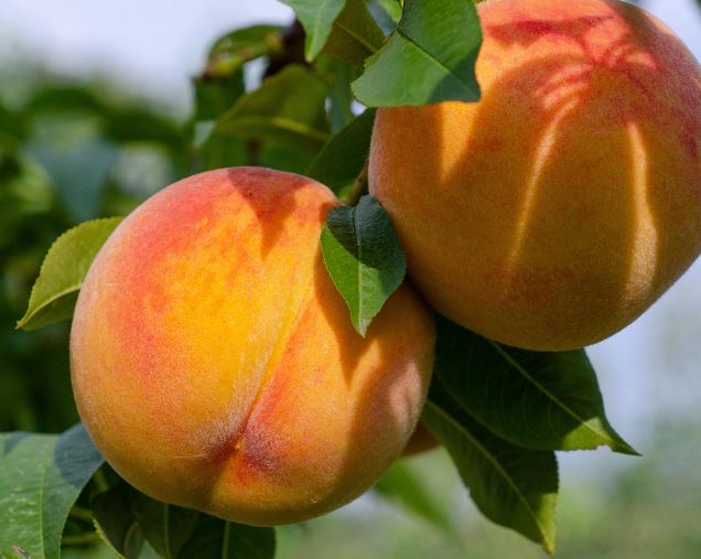 복숭아 따먹는 꿈의 의미