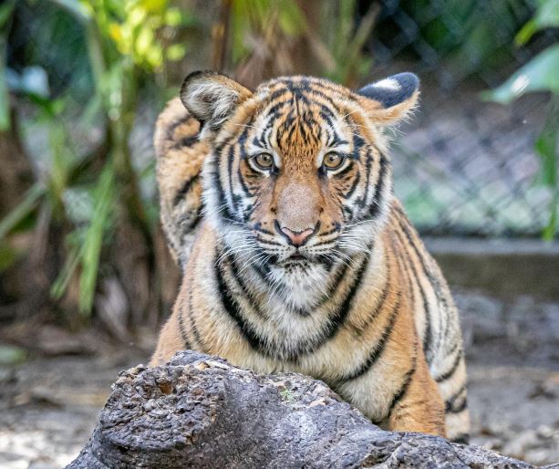 새끼 호랑이 보는 꿈의 의미