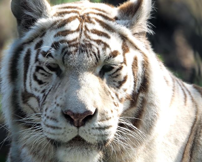백호랑이 꿈의 의미