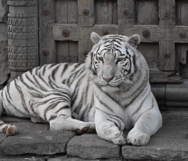 흰 호랑이 꿈의 의미