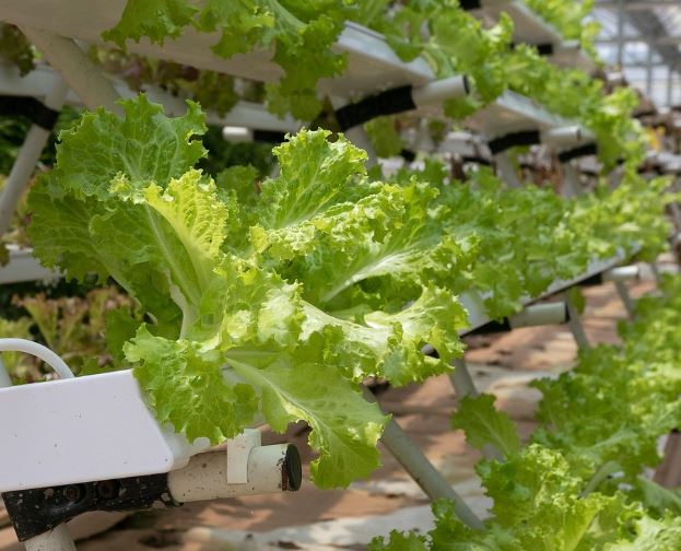 상추 씻는 꿈의 의미