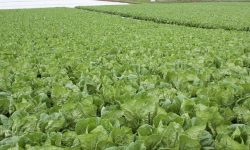 상추 뜯는 꿈의 의미