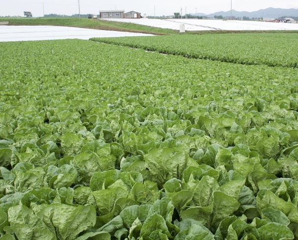 상추 뜯는 꿈의 의미