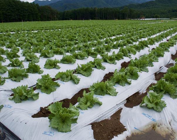 상추밭 꿈의 의미