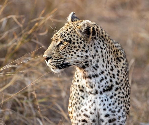 표범 죽이는 꿈의 의미