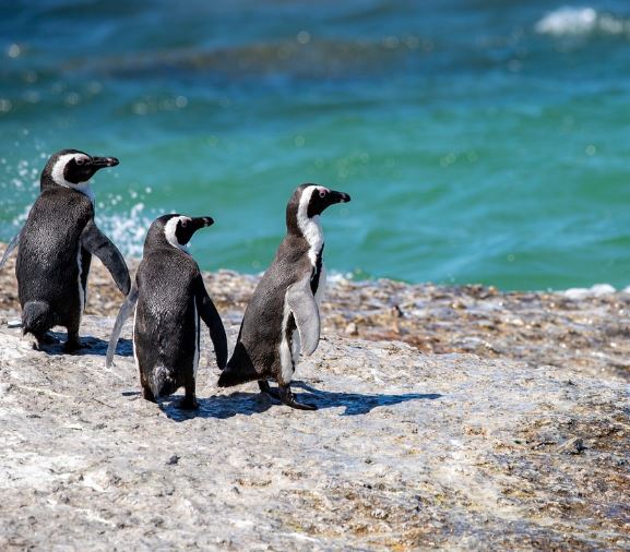 펭귄 꿈의 의미